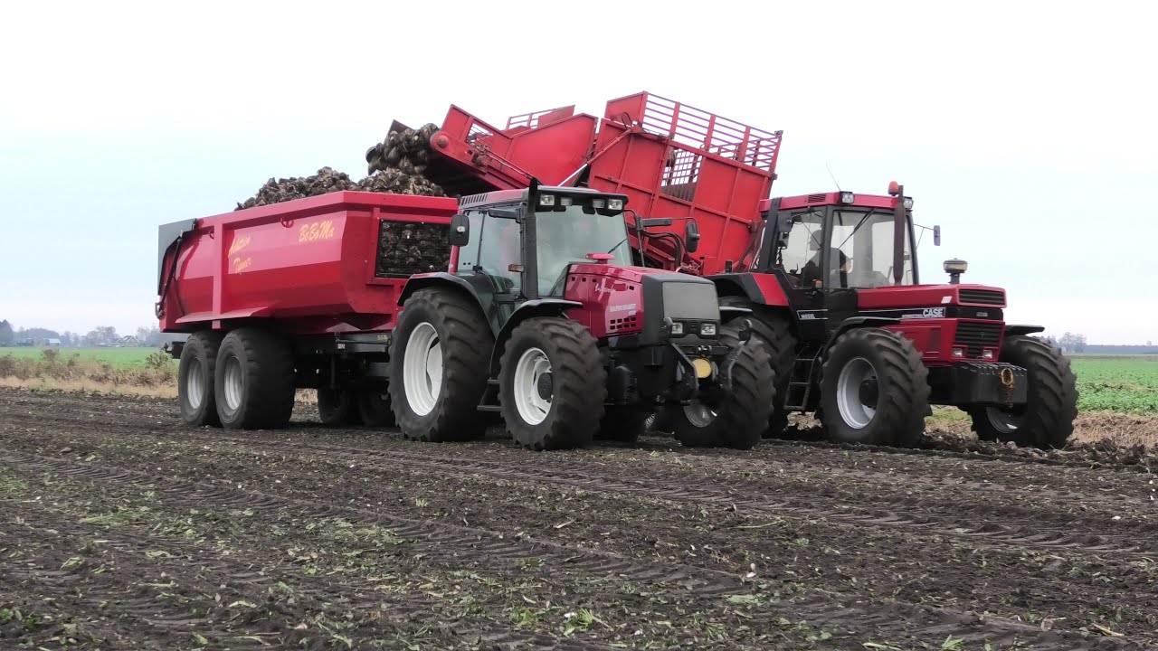 BIETEN ROOIEN CASE INTERNATIONAL 1455 XL BIETEN LADEN MET UNSINN RECORD BIETENLADER
