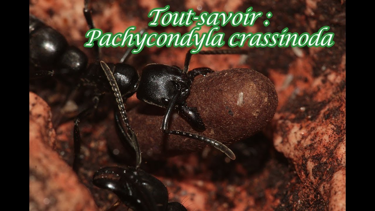 Tout-savoir : Pachycondyla crassinoda