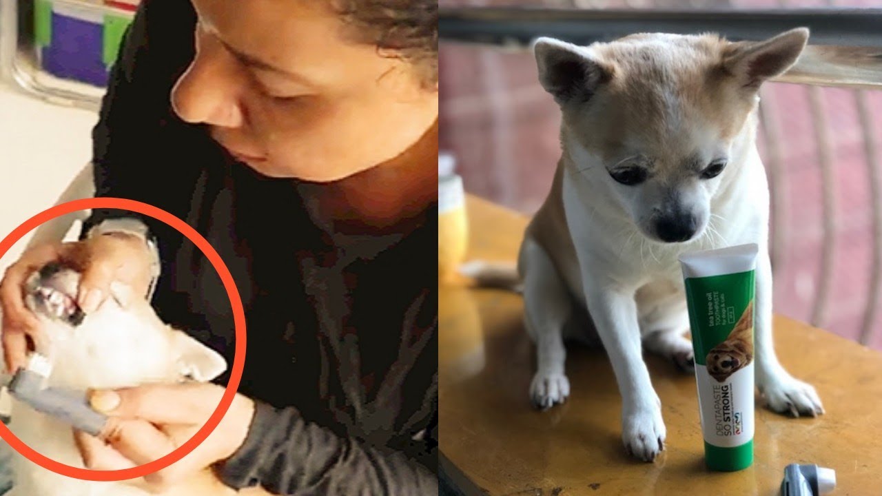 BRUSHING my CHIHUAHUA'S TEETH for the First Time !! | Ss Vlogs :-)