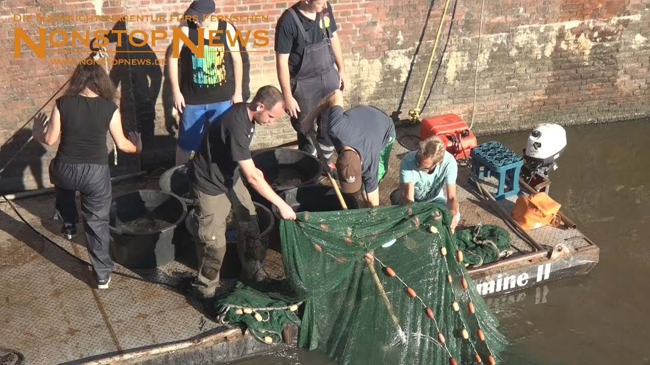 Fischrettungsaktion in Greetsiel - 03.08.2018 - log