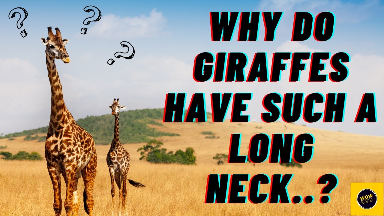 Why Do Giraffes Have Such a Long Neck..? II #wowinfo #information #facts #giraffe