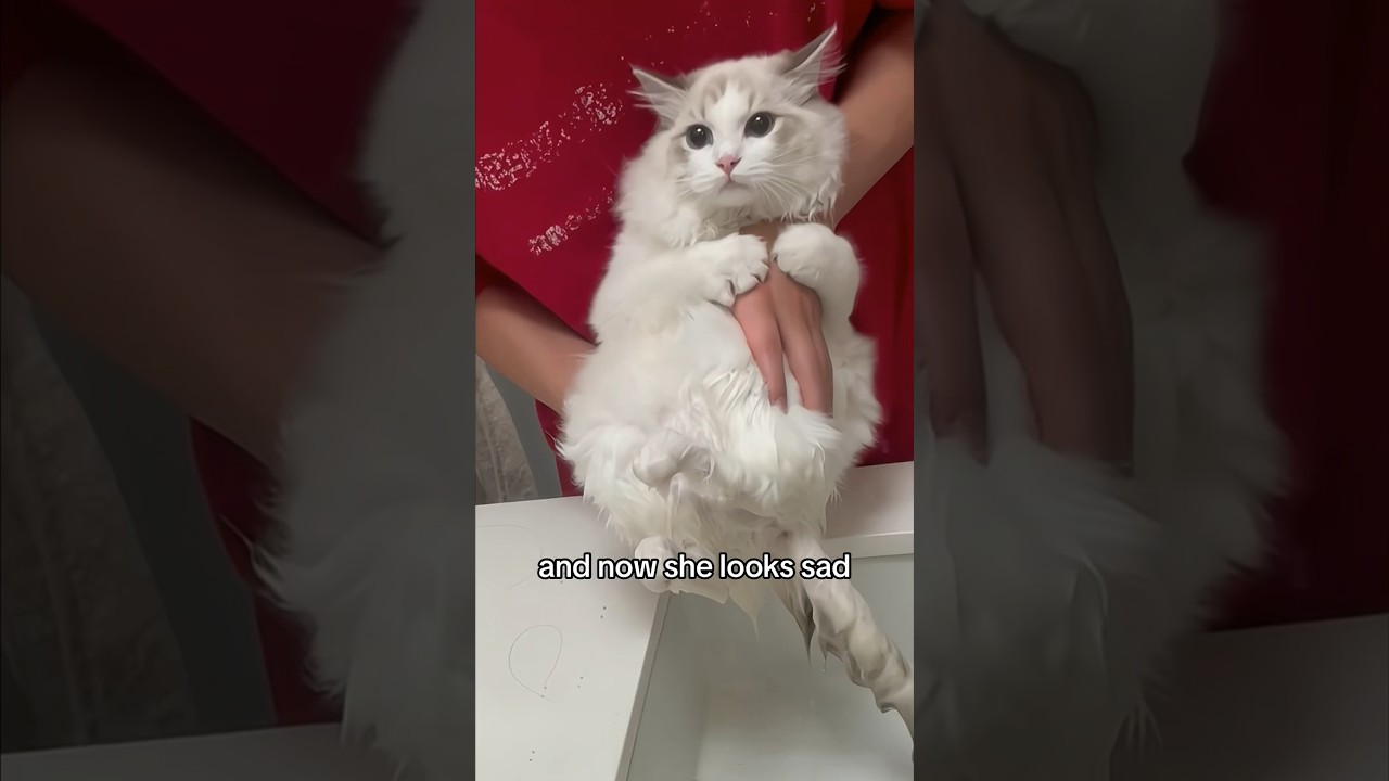 My cat is sad when we wash her poppy butt! #cutecat #sadcat #catbath