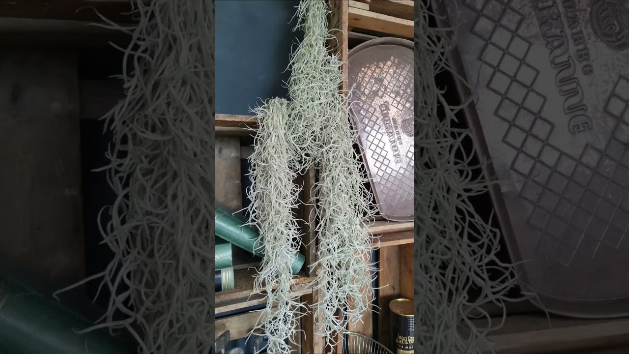 Die sch&ouml;nsten h&auml;ngenden Zimmerpflanzen. #zimmerpflanzen #pflanzen #plants #interior #indoorplants