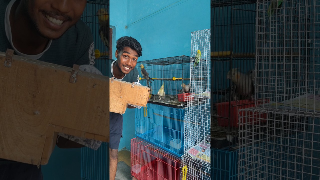 Today our bird set-up is complete... #lovebirds #birds #pets #petlover #parakeet #feedshorts