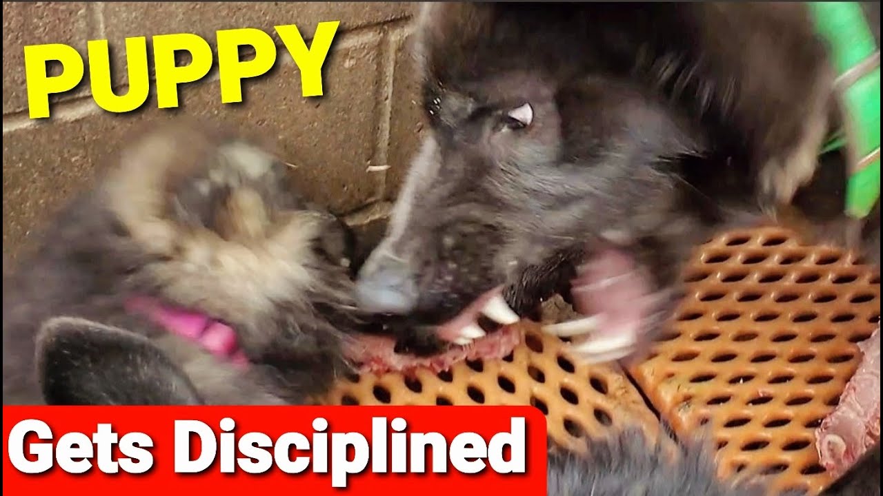 WARNING!! Puppy Gets Disciplined - Pack Feeding