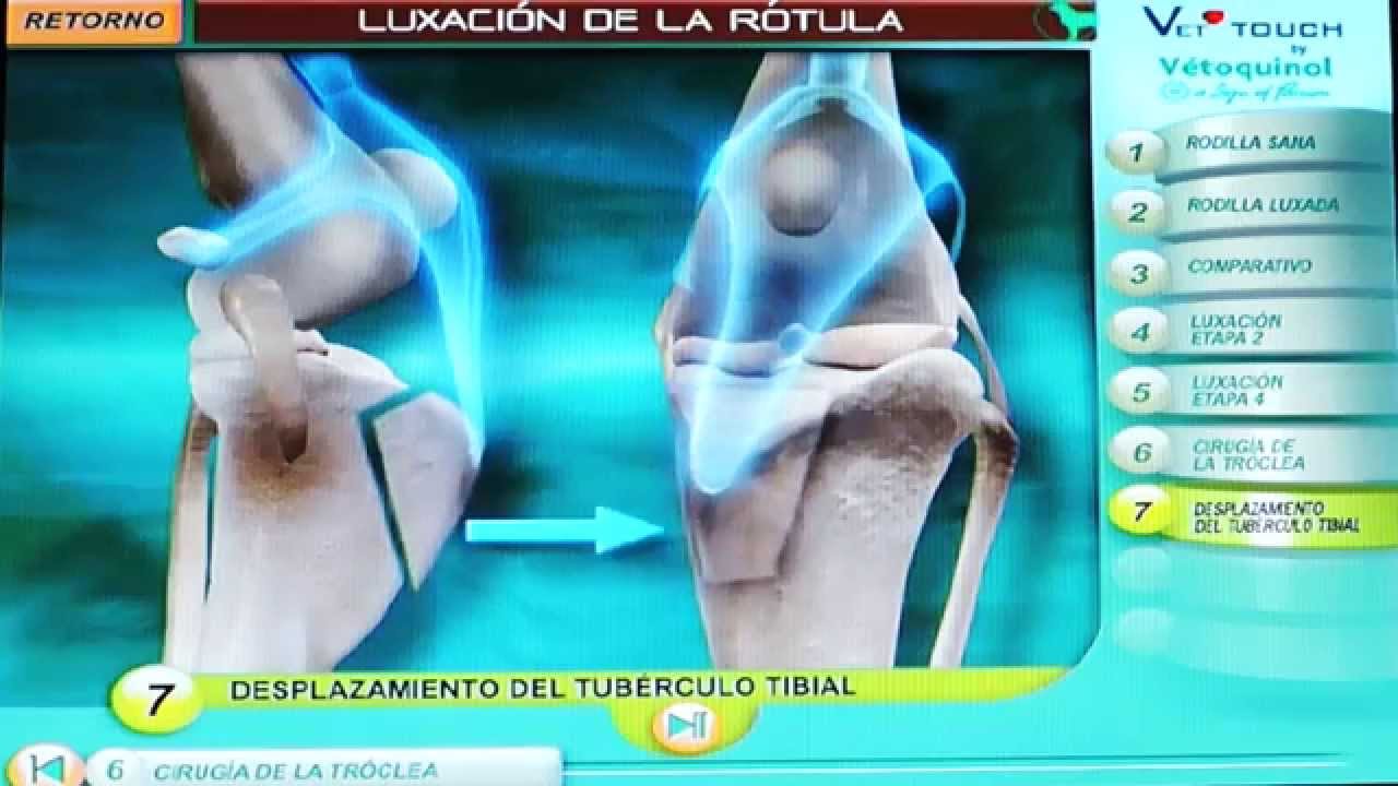 animación sobre la luxación de rótula perros