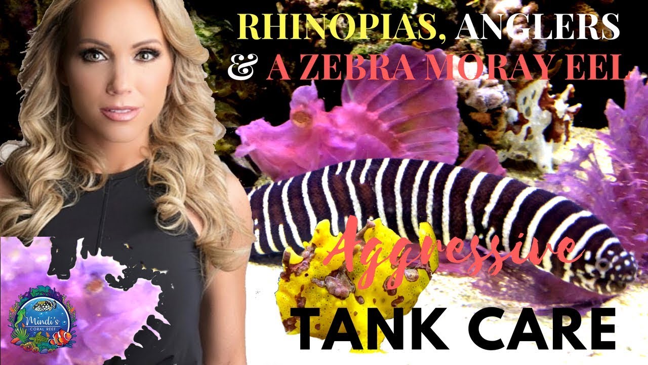 Rhinopias Fish, Anglers & A Zebra Moray Eel - Aggressive Tank Care - Mindi's Coral Reef