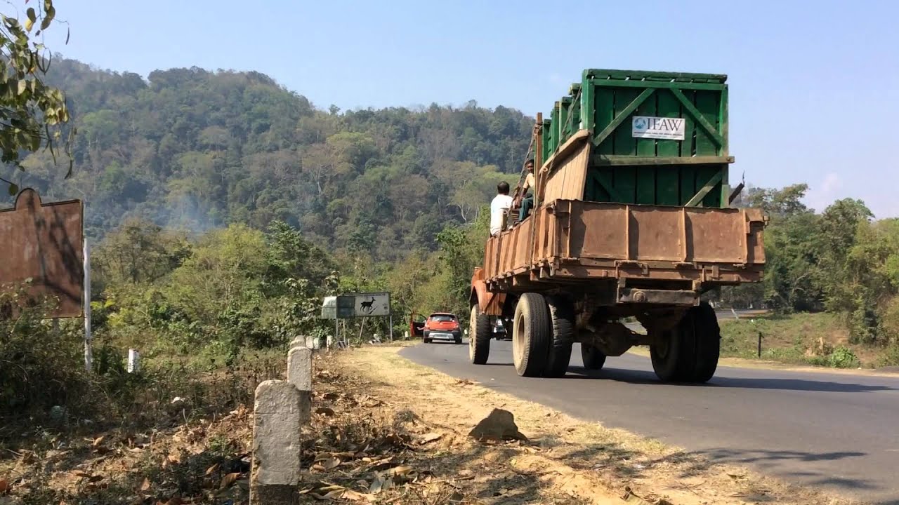 IFAW-WTI Rhino Release - Kaziranga