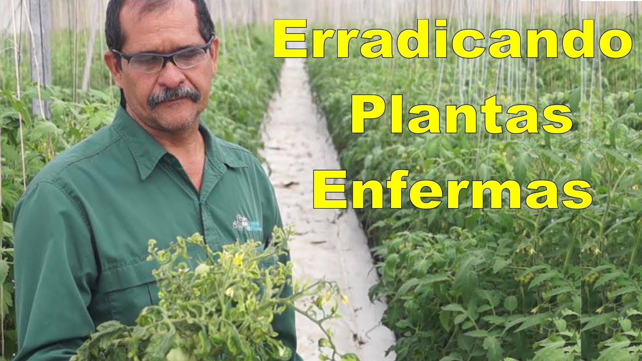 Control de los virus en el cultivo del tomate