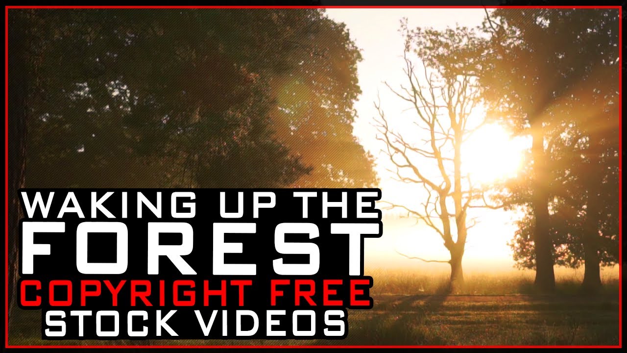 When A Forest Wakes Up - Copyright Free Stock Footage