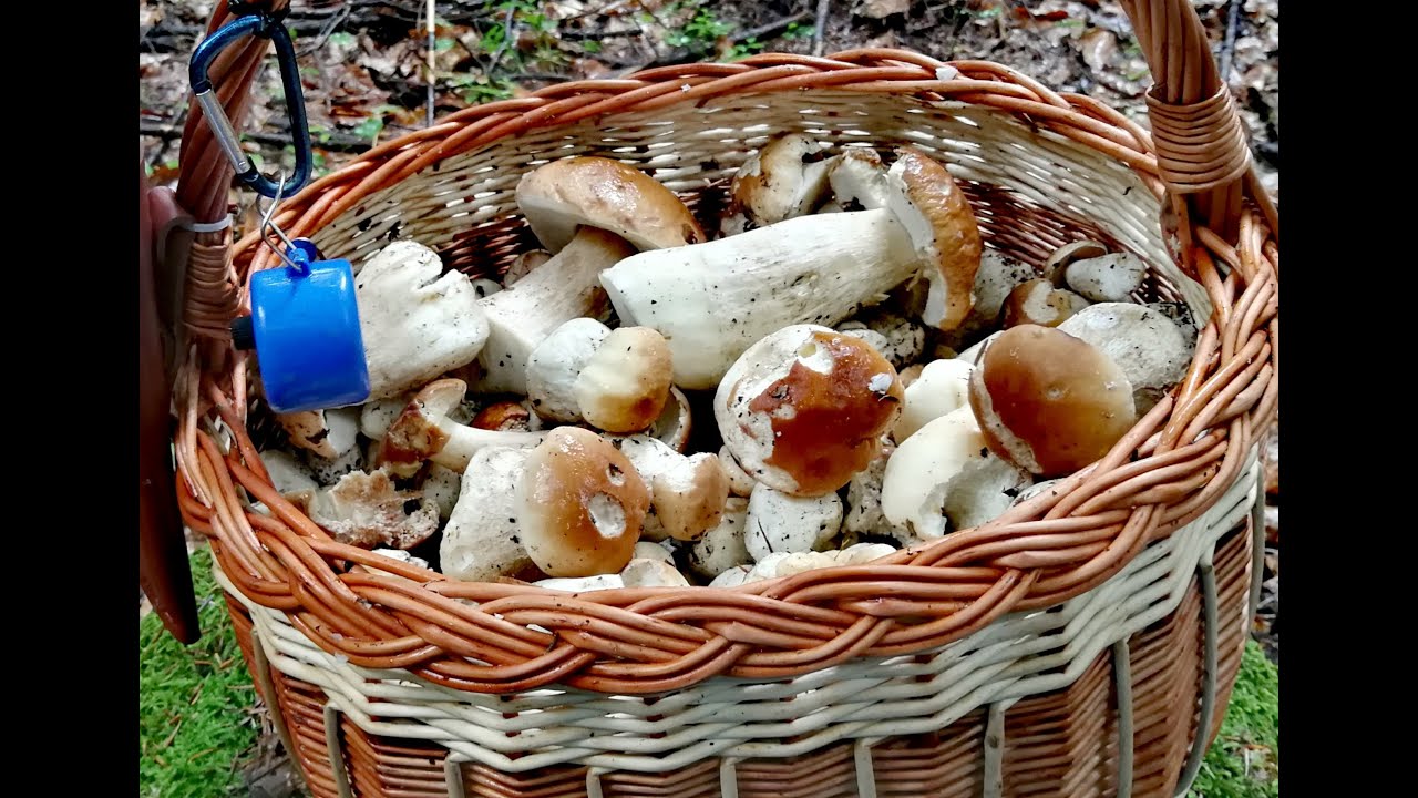 Borowikowy zawrót głowy Белый гриб