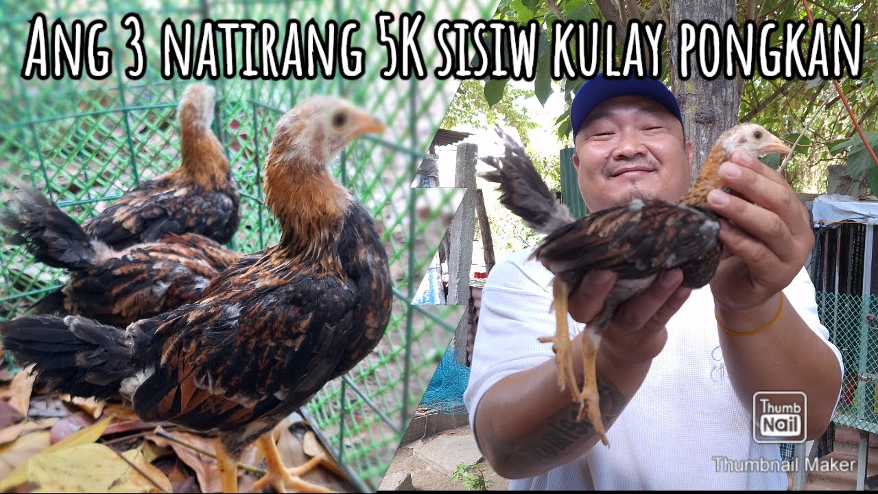 Napaka ganda ng 3 natirang 5K Sweater sisiw kulay pongkan