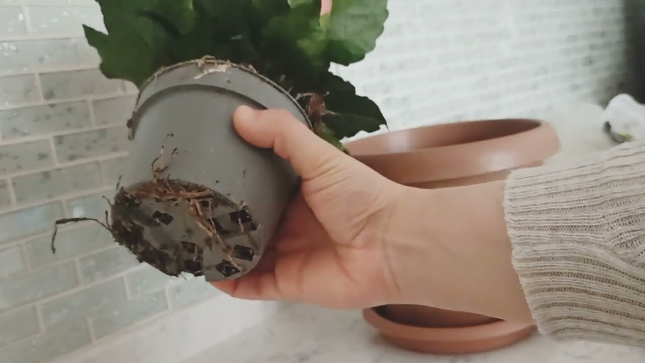 Hibiskus Çiçeği - (Japon gülü Çiçeği) Saksı Değişimi