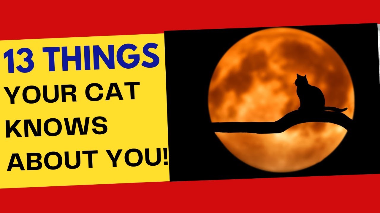 13 Secrets Your Cat Knows About You //How Feline Intuition Reveals Your Emotions and Habits!