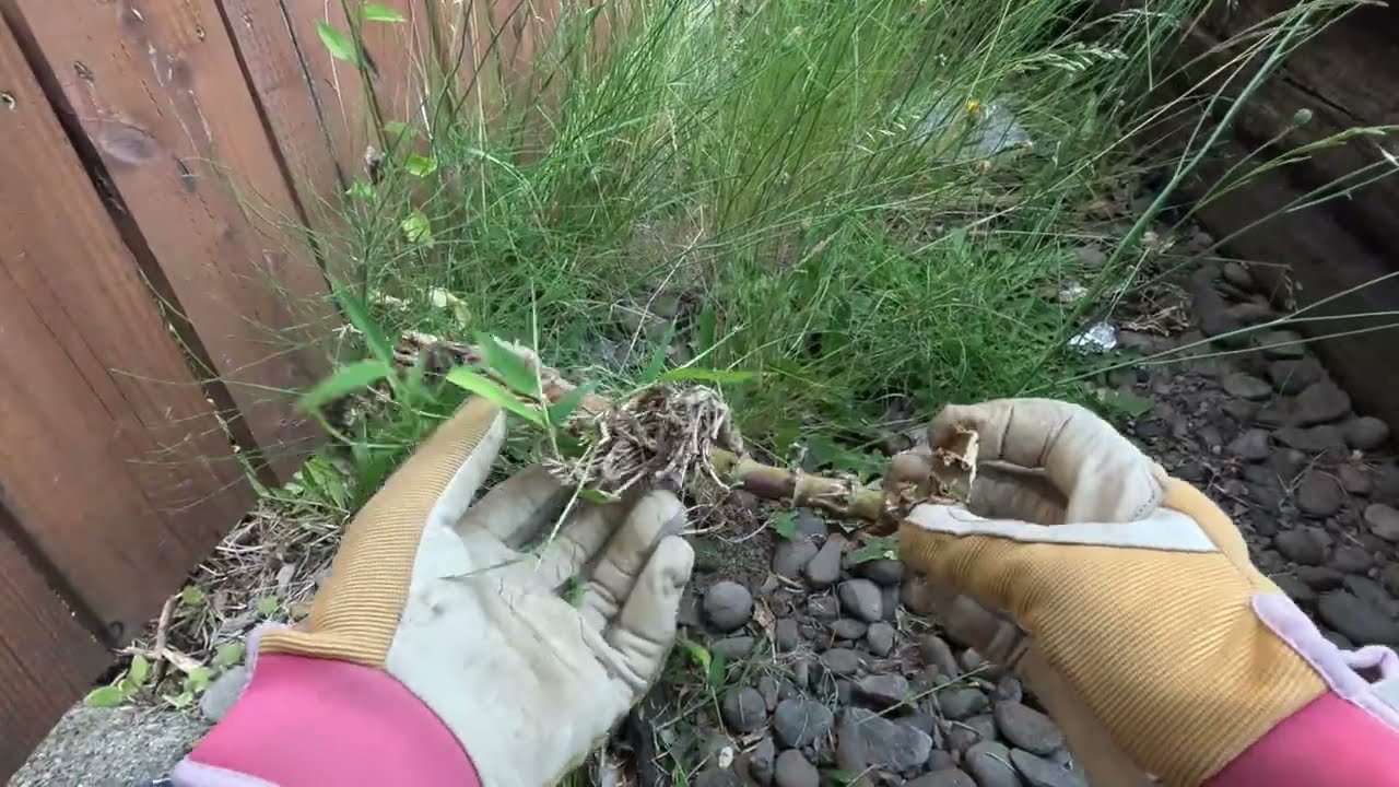 The Dandelion Patch #4 - Hand Weeding