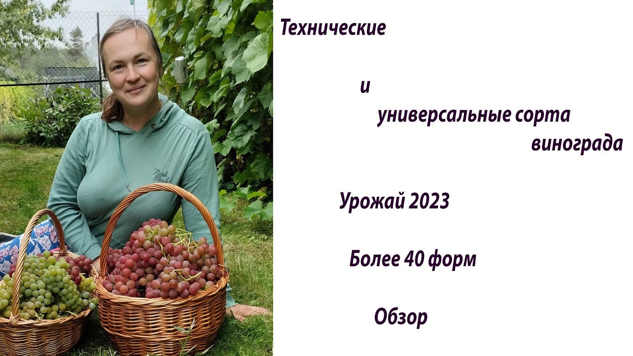 Технические и универсальные сорта сезон 2023. Большой обзор