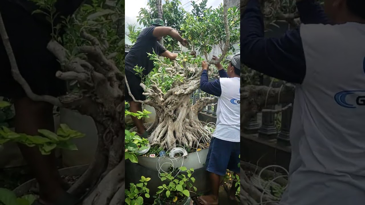 MR ben lagi proses kimeng jumbo