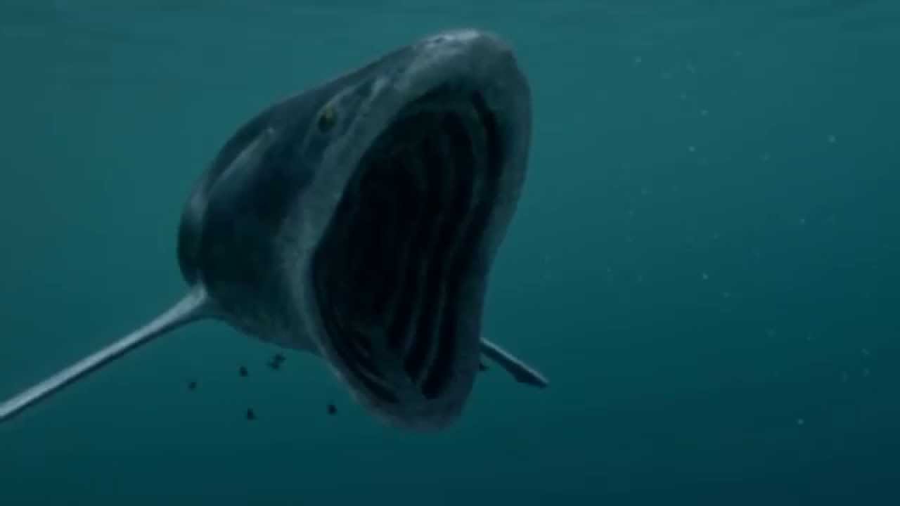 The Biggest Fish to Ever Swim the Seas