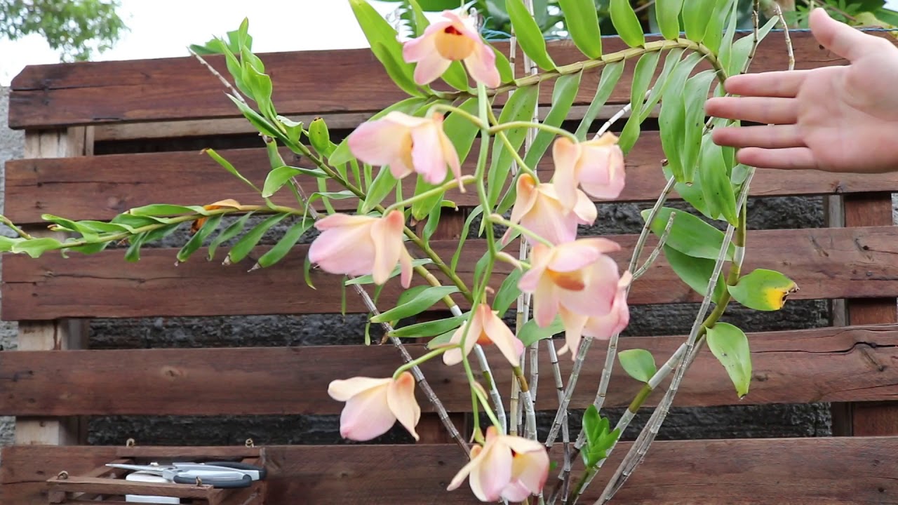 CULTIVO DE DENDROBIUM MOSCHATUM