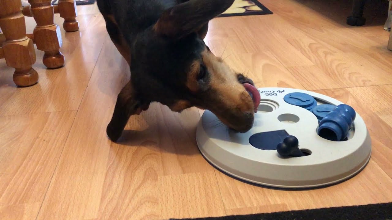 Játék #2 - Megoldom a Trixie 2-es ügyességi játékot [ Toy #2 - I solve Trixie L2 dexterity toy ]