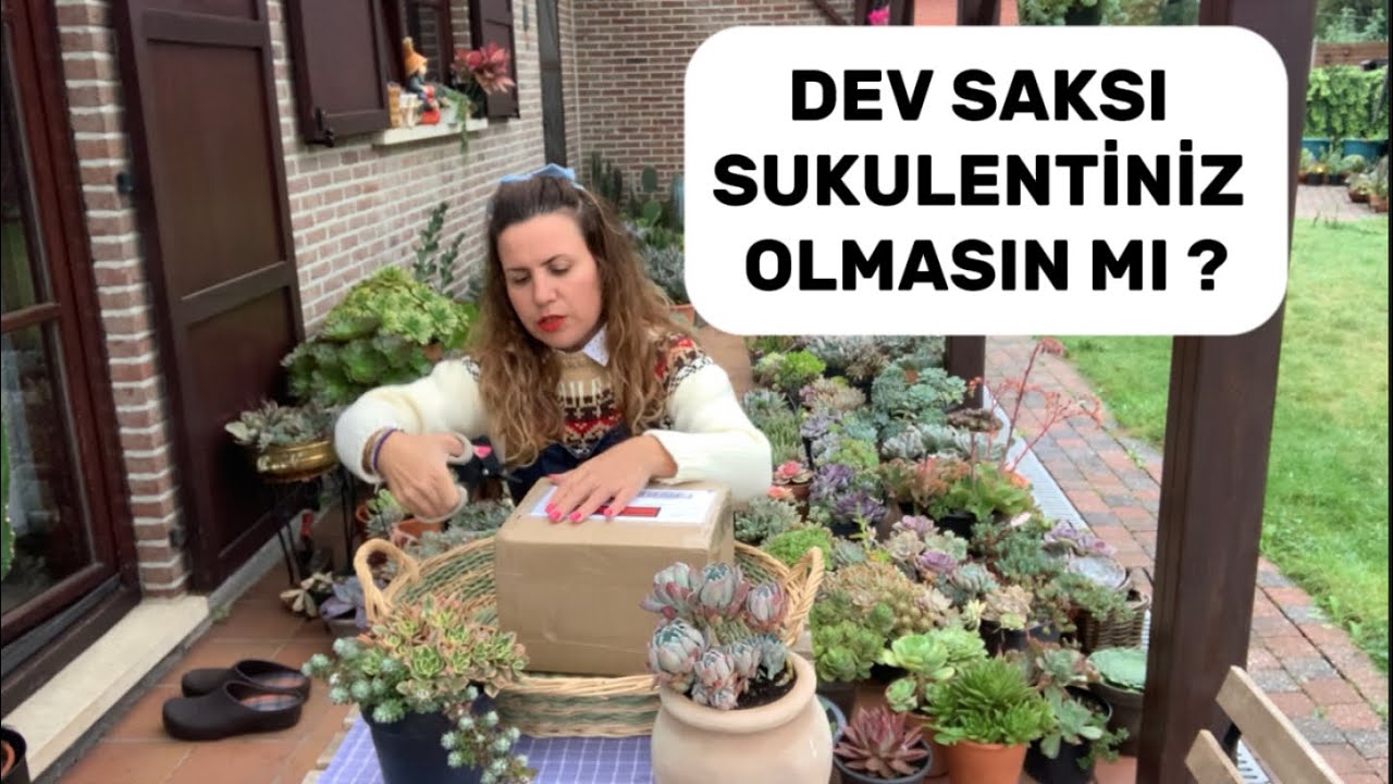 PORTEKIZ’den GELEN SUKULENTLERİM🍀BAHÇEDE SUKULENT BAKIMI #flowers #succulents #garden