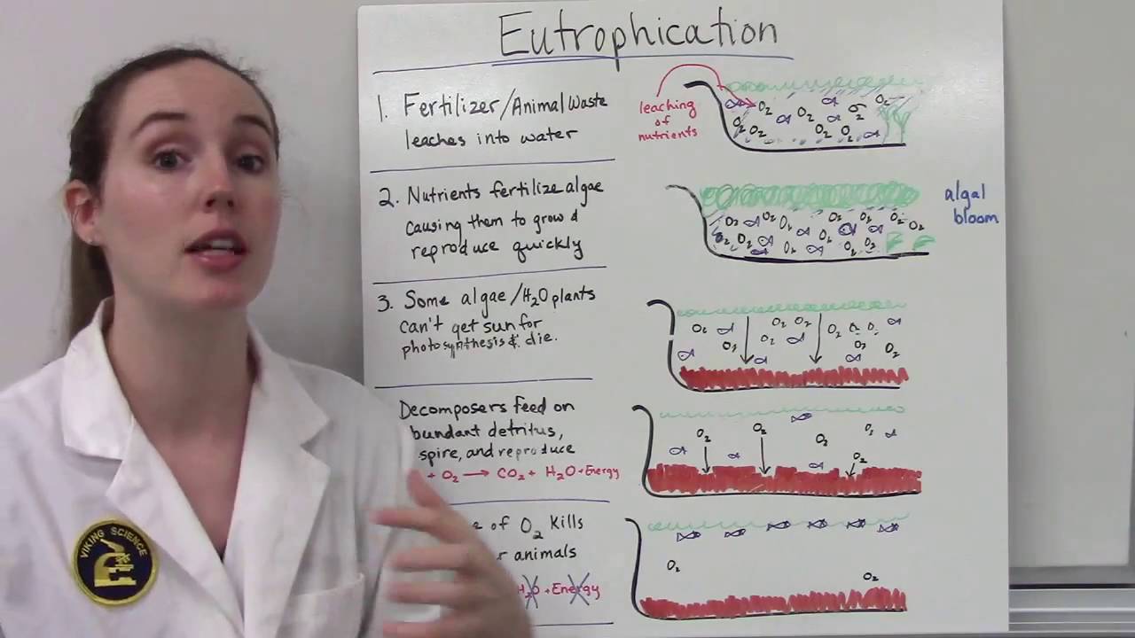 Eutrophication Explained | Causes, Steps & Effects on Aquatic Ecosystems