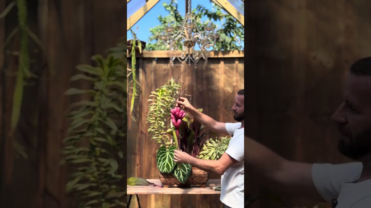 Montando arranjo tropical com plotes do jardim ! 