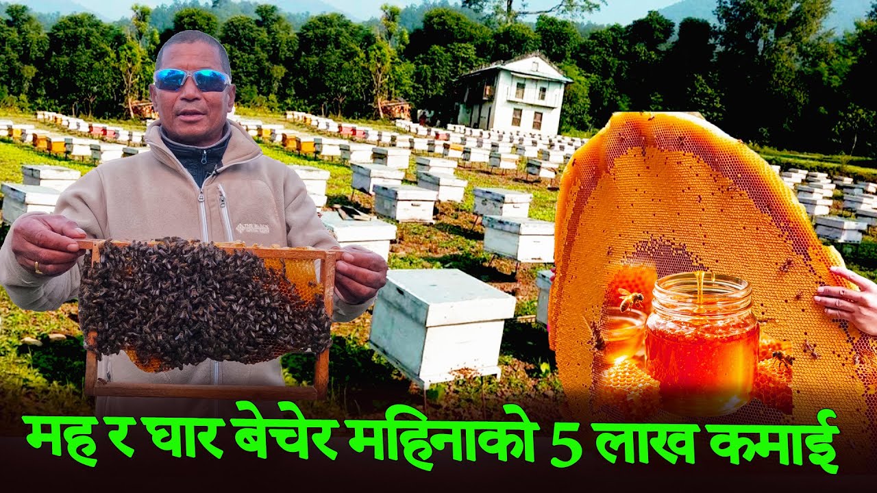 मह र घार बेचेर महिना को 5 लाख कमाई, मौरी चराएर पाल्ने तरीका, Honey Bees || Mission Media Plus