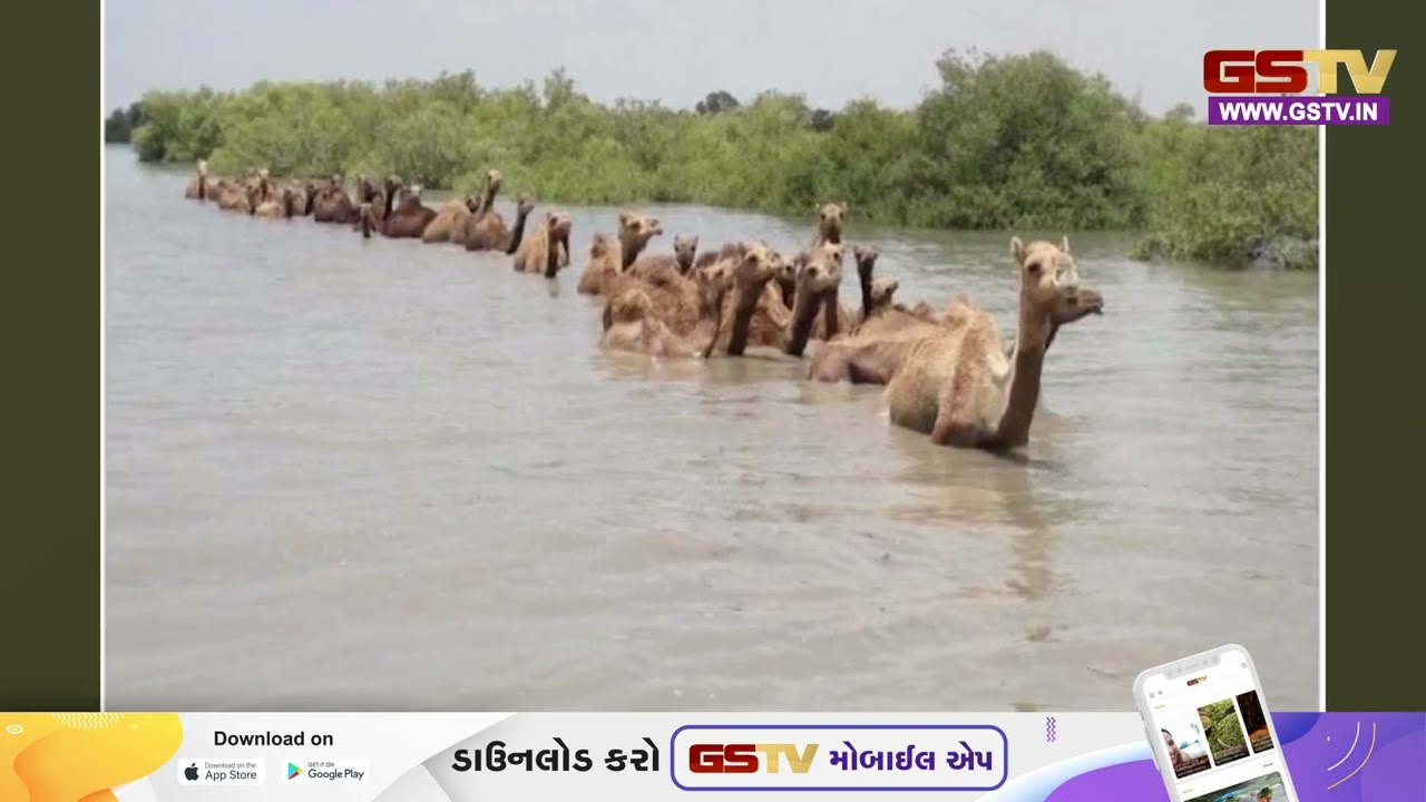 Dwarka | ખંભાળીયાના વાડીનાર જેટી ખાતે ઊંટનું ટોળુ દરિયામાં તણાઈને આવ્યું