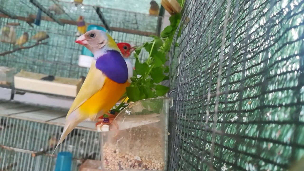 HIERBAS SILVESTRES para PÁJAROS| 🌷 Día de plantas en el aviario