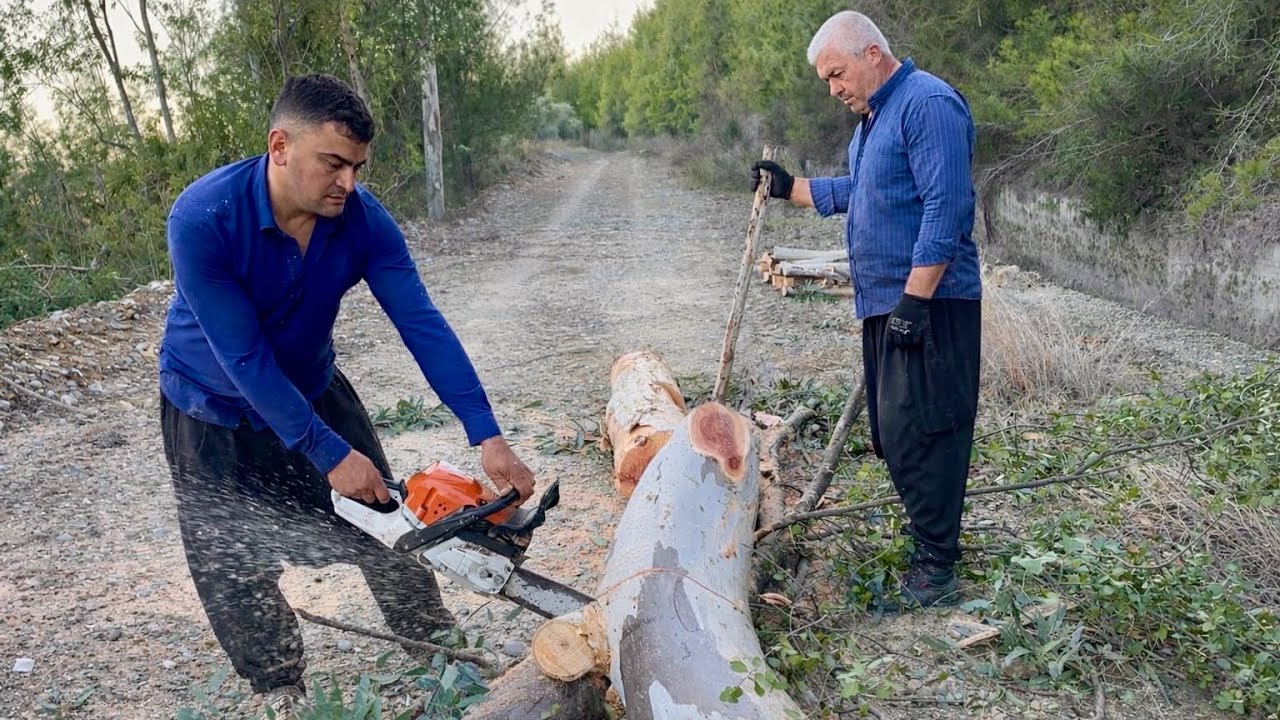 STİHL MS 362 İle Okaliptus Ağacı Kesim Günü