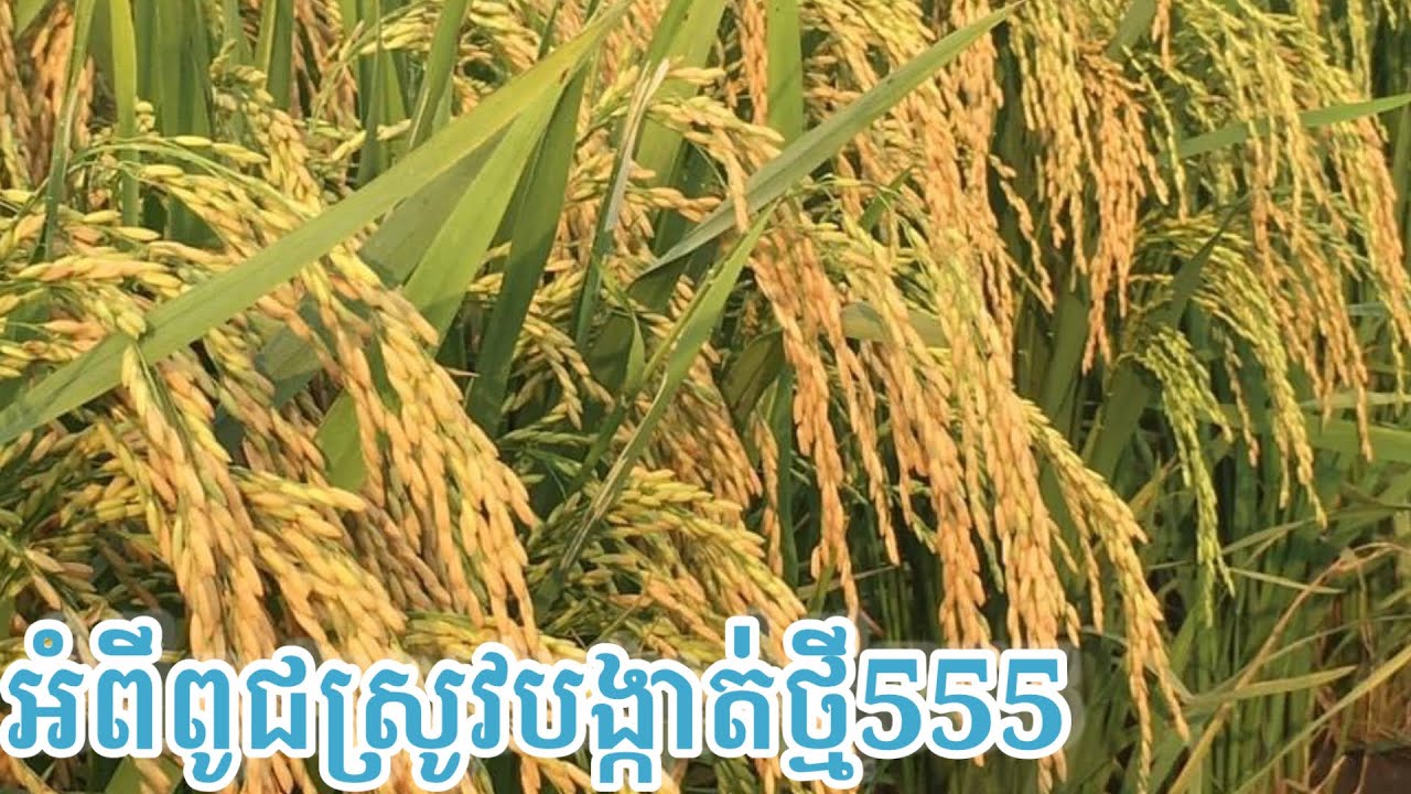 ពត៌មាន អំពីពូជស្រូវបង្កាត់ថ្មី555 (ការចុះពូជ ការប្រើជីថ្នាំ ទិន្នផល)។