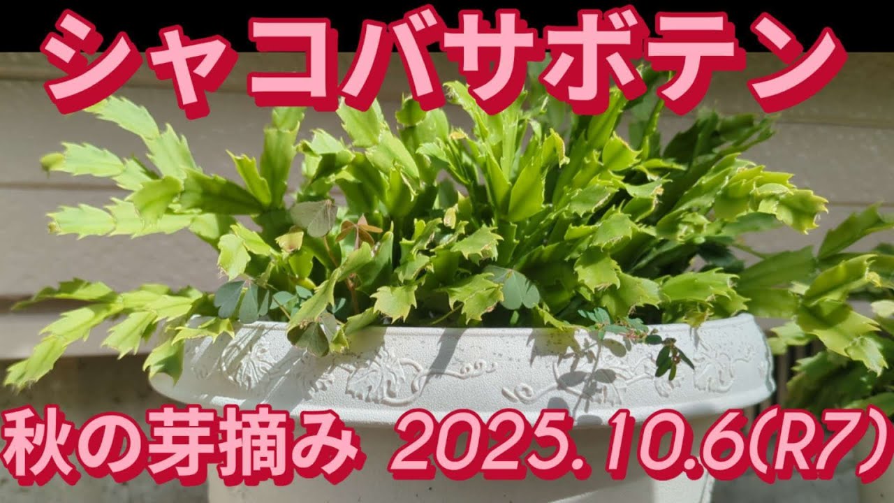 シャコバサボテン秋の芽摘み2025.10.06（R7）