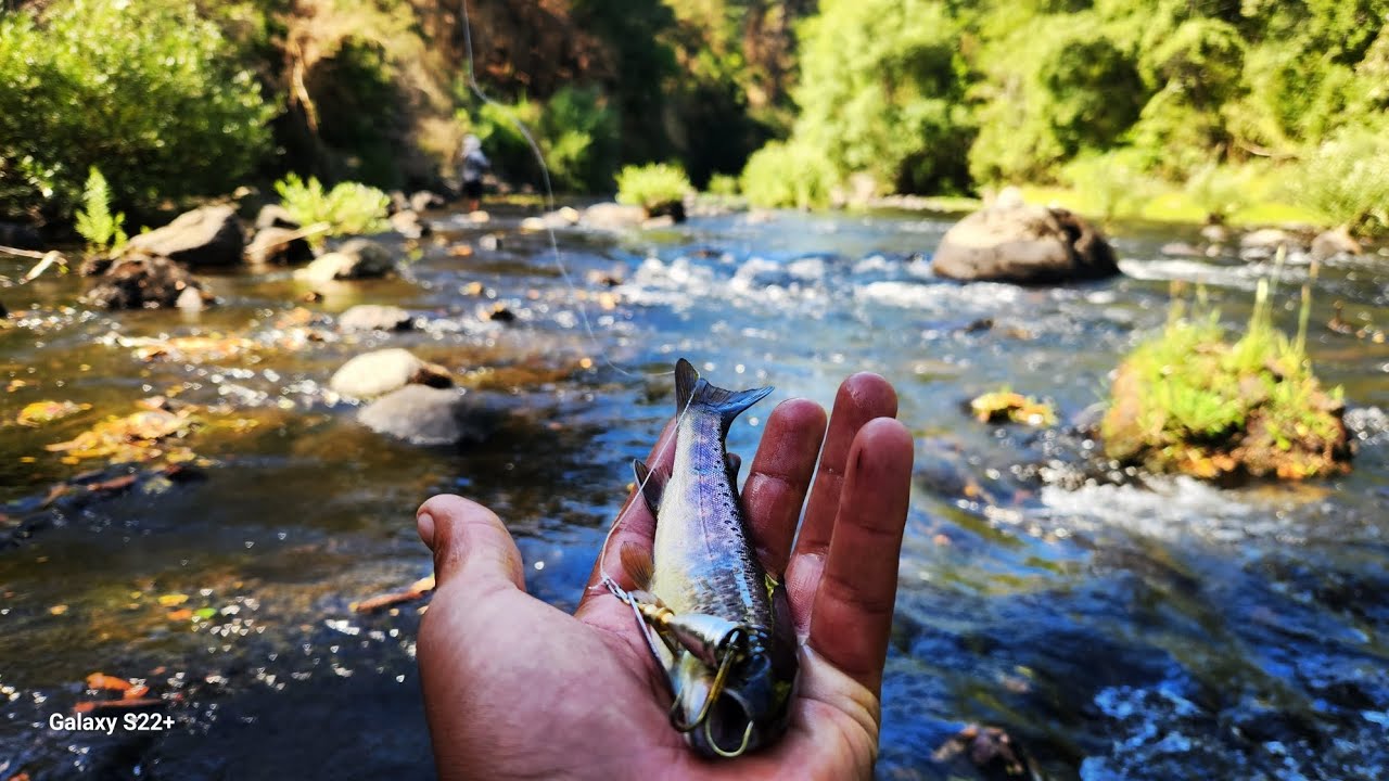 Pesca de truchas en chile /pesca con mosca/ rio quino /victoria/region de la araucania /team mlr/