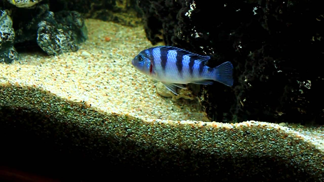 Pseudotropheus Lombardoi Paar