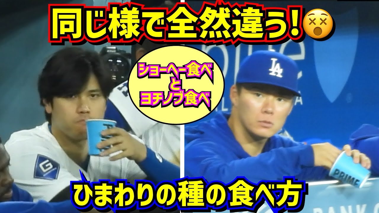 山本由伸ひまわりの種を食べる‼️大谷先輩と全然違う😂 【現地映像】ShoheiOhtani YoshinobuYamamoto Dodgers