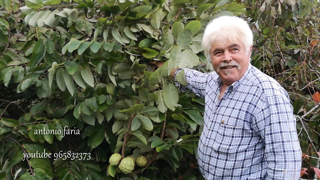 A Quinta do Sr.  Fernando, Ilha do Faial 2018
