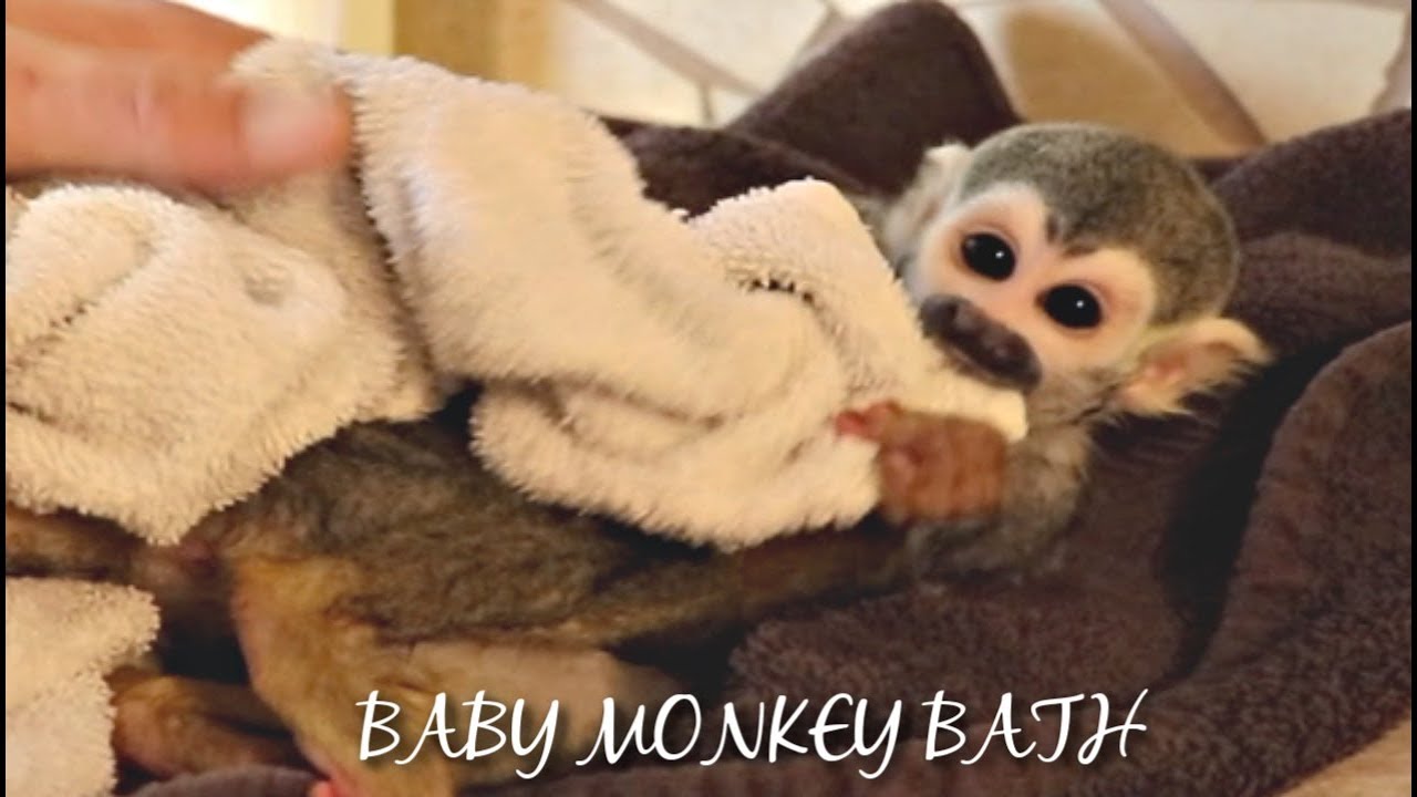 Pet Baby Squirrel Monkey Tries to Escape Sunday Bath, LOVES his Berry