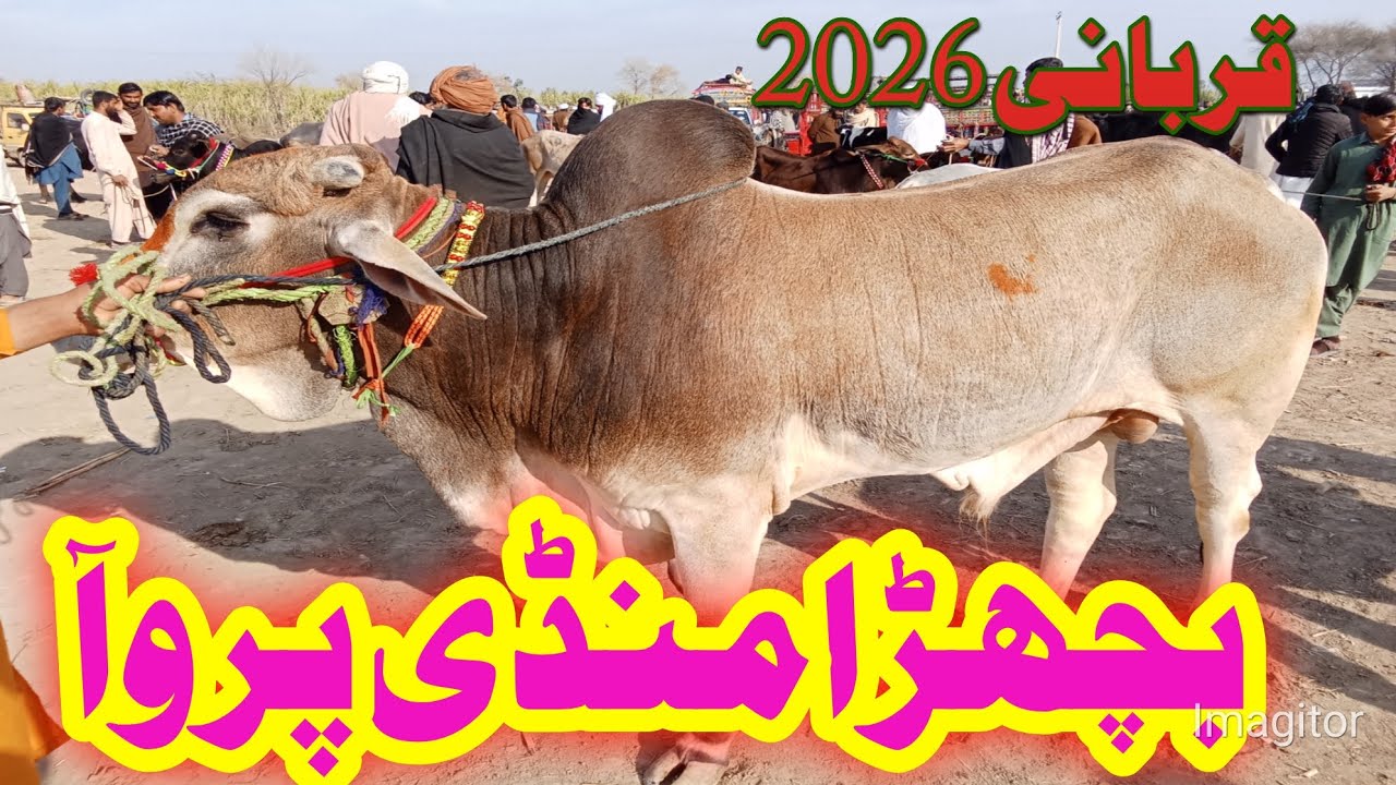 Today Paroa Cow Mandi Fresh Latest Update , Cholistani Brahman & Sahiwal Bachre , Cow Mandi 2025🔥