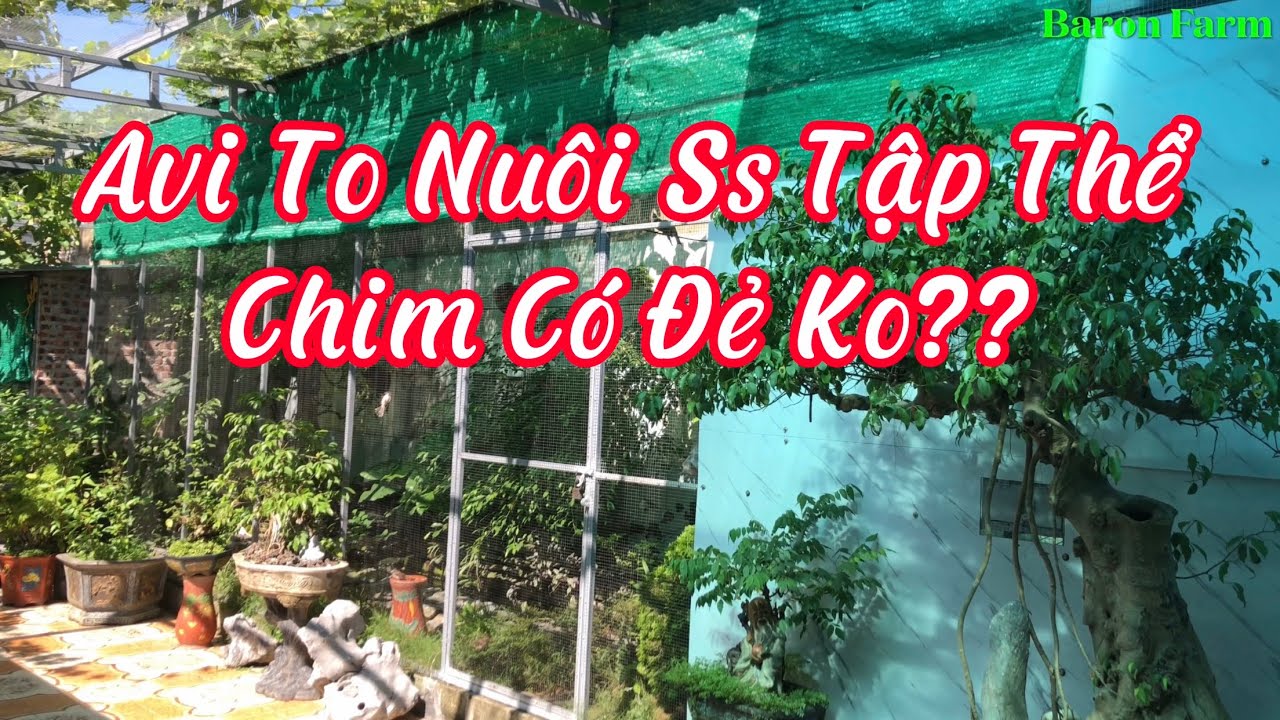 Avi To Nu&ocirc;i Sinh Sản Tập Thể Của &ldquo;Baron Farm&rdquo;