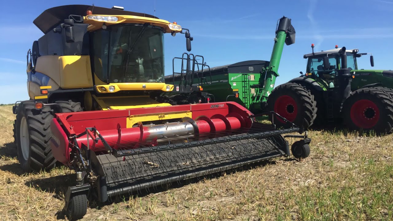 Harvesting Proso Millet for High Quality Food