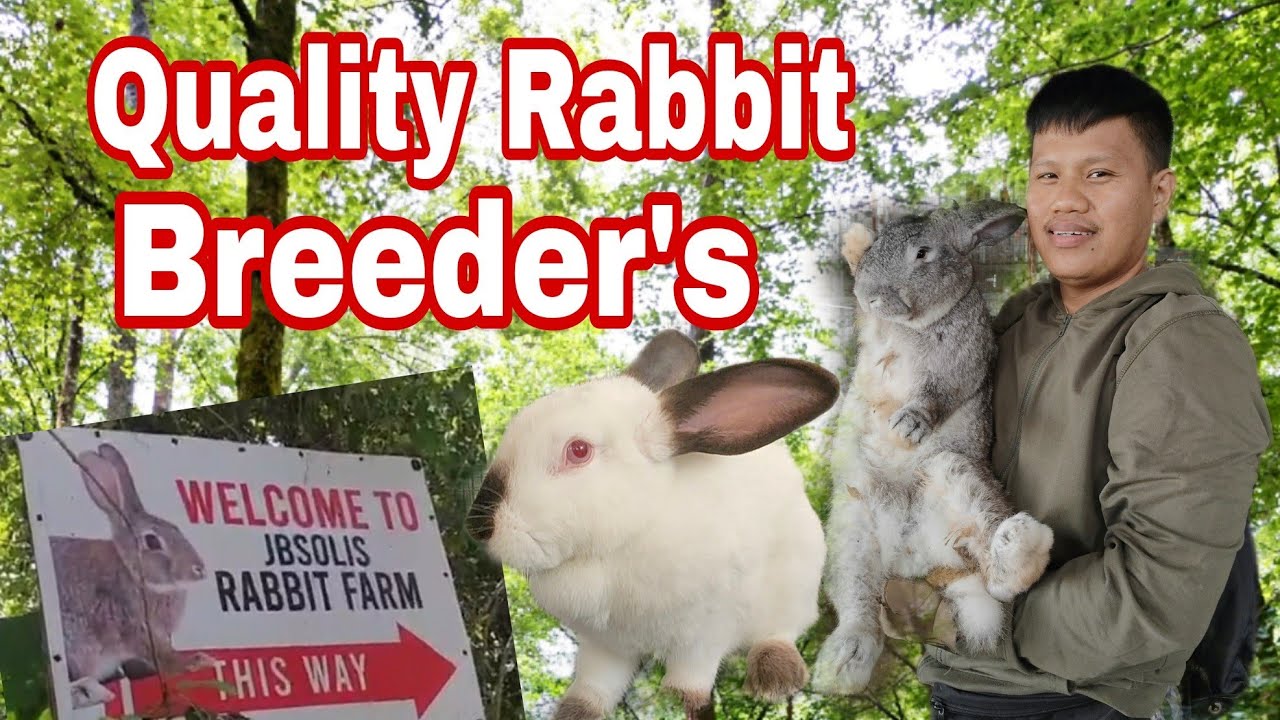 Different Types of Commercial Rabbit Breeder's | JB Solis Rabbit Farming - Mendez Philippines 2021