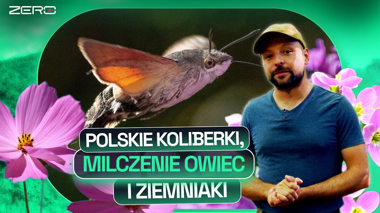 FRUCZAKI - POLSKIE KOLIBERKI, KTÓRE LATAJĄ 80 KM/H | GATUNEK ZERO #71