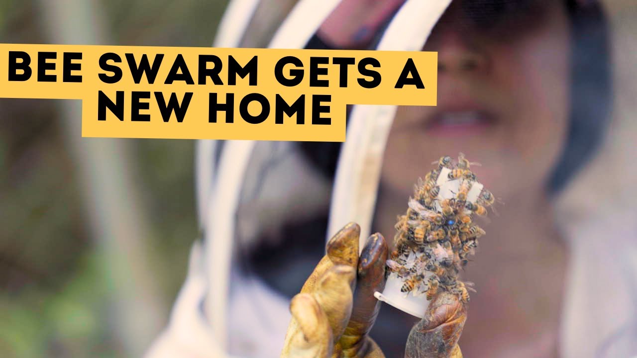 Bee Swarm gets a new Home! #bees #beeswarm #beekeeper