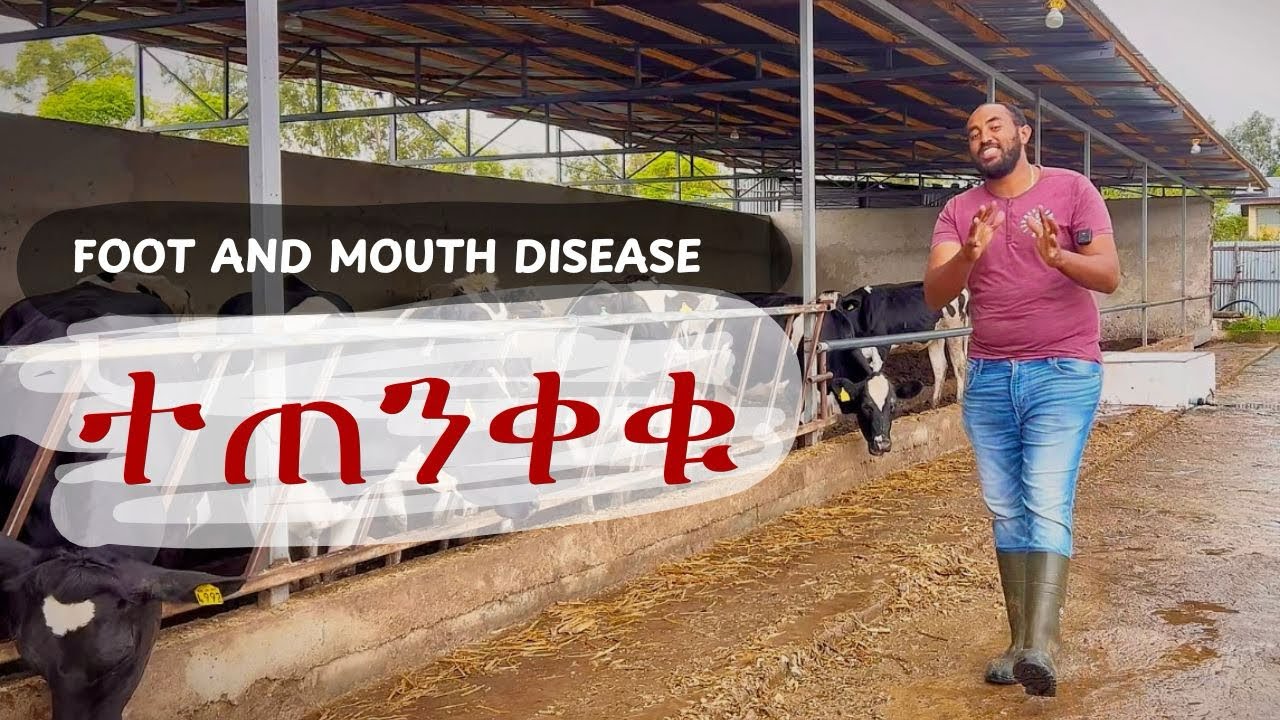 አርቢዎች አዲስ በሽታ ተከስትዋል FMD in ethiopia