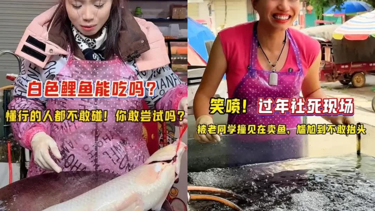 白色鲤鱼能吃吗？ 白色鲤鱼能吃吗？懂行的人都不敢碰！你敢尝试吗？，过年社死现场 笑喷！过年社死现场，被老同学撞见在卖鱼，尴尬到不敢抬头#老同学 #社死现场 #菜市场 #草鱼处理手法 #同款小刀