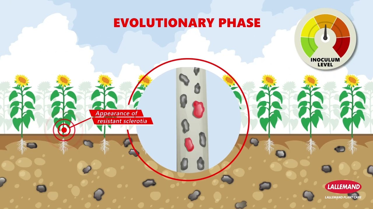 🔎 LALEXPERT: How to Break the Vicious Cycle of Sclerotinia?