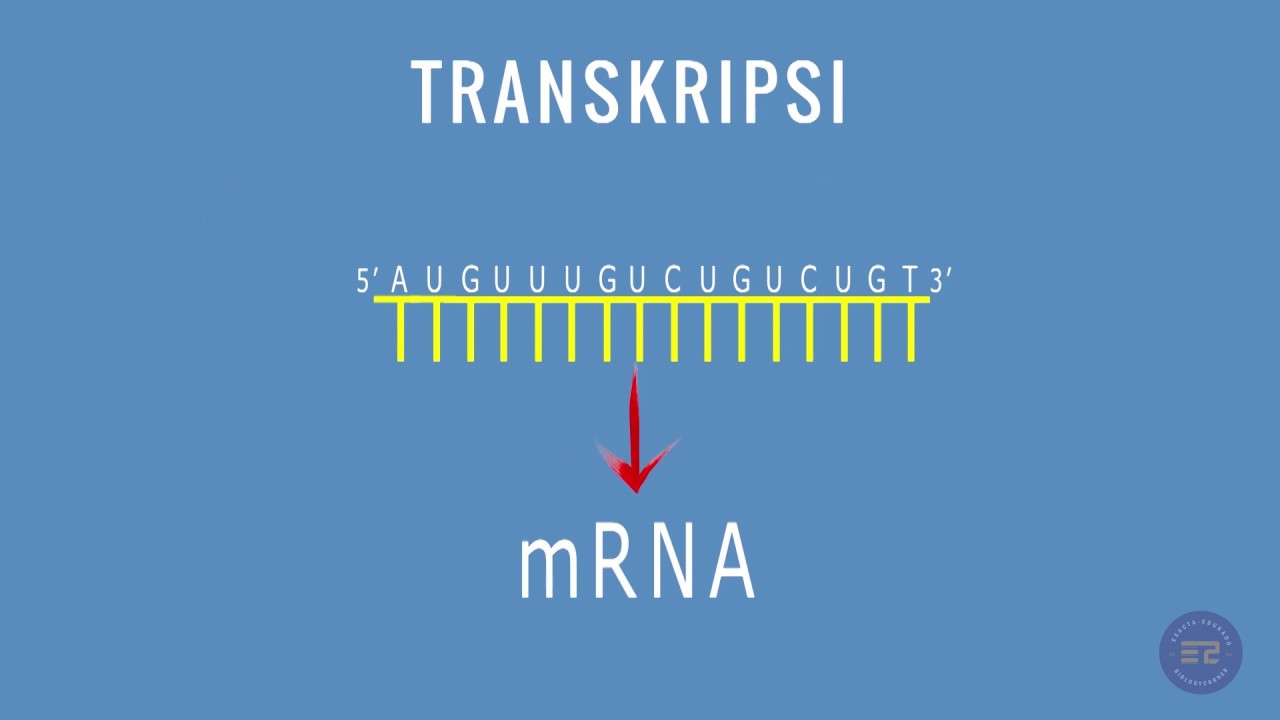 SINTESIS PROTEIN : TRANSKRIPSI