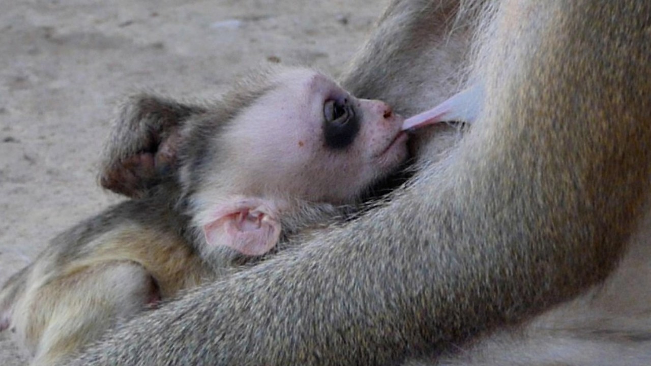 Discipline Before​ Breakfast : BB Levy&rsquo;s Long Road to Milk. Wildlife Family Libby !