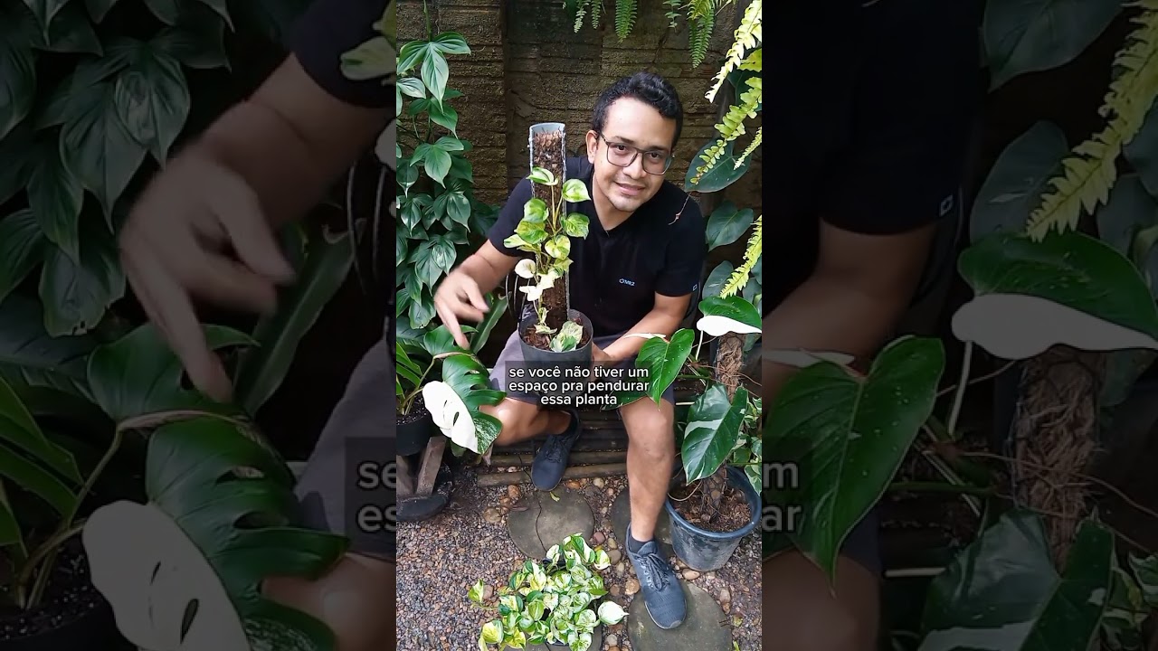Conhe&ccedil;a a incr&iacute;vel jib&oacute;ia manjula 🌱